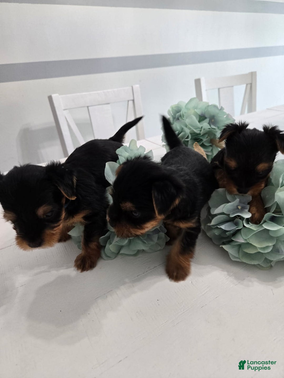 Yorkshire Terrier dogs for sale: Leo - Image 2