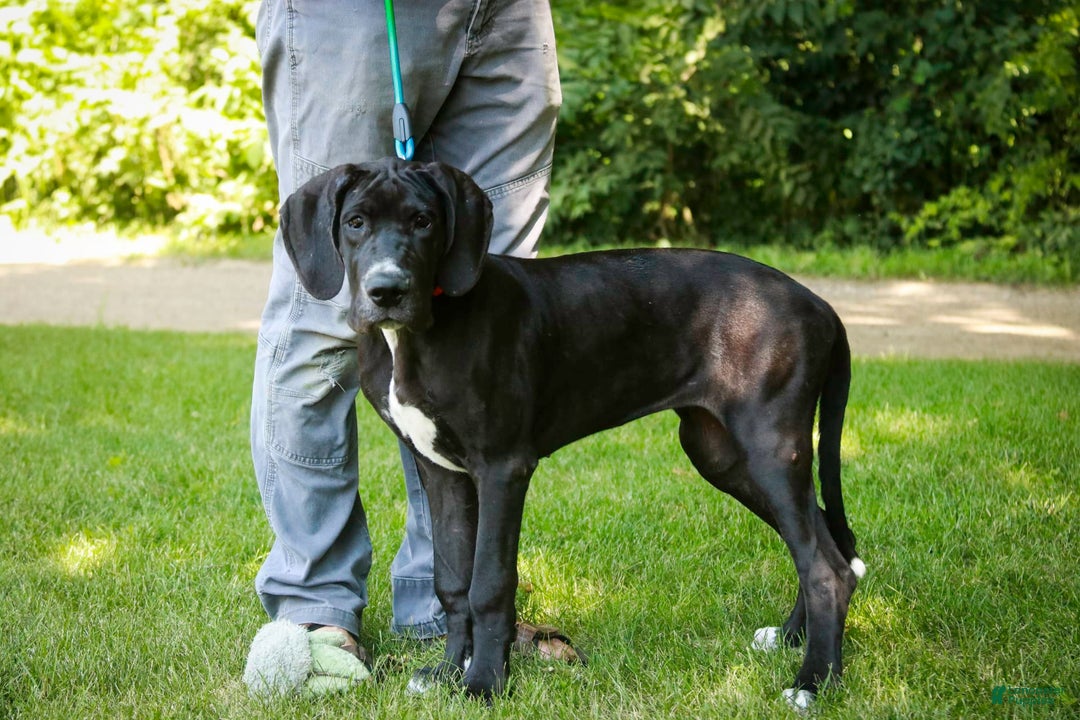 Great Dane dogs for sale: Athena - Image 13
