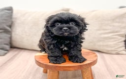 Shihpoo dogs for sale: Jasper - Image 4