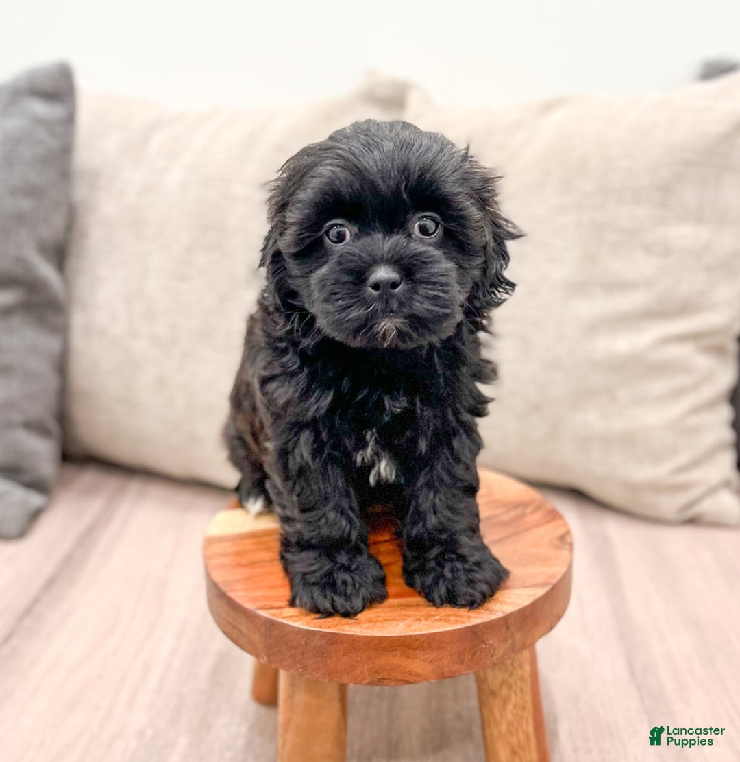Shihpoo dogs for sale: Jasper - Image 4