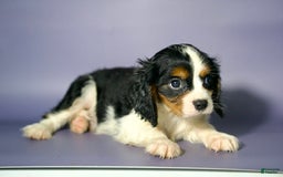 Cavalier King Charles Spaniel dogs for sale: Tommy - Image 2