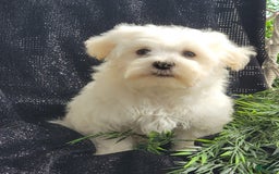 Maltese dogs for sale: Cloud - Image 3