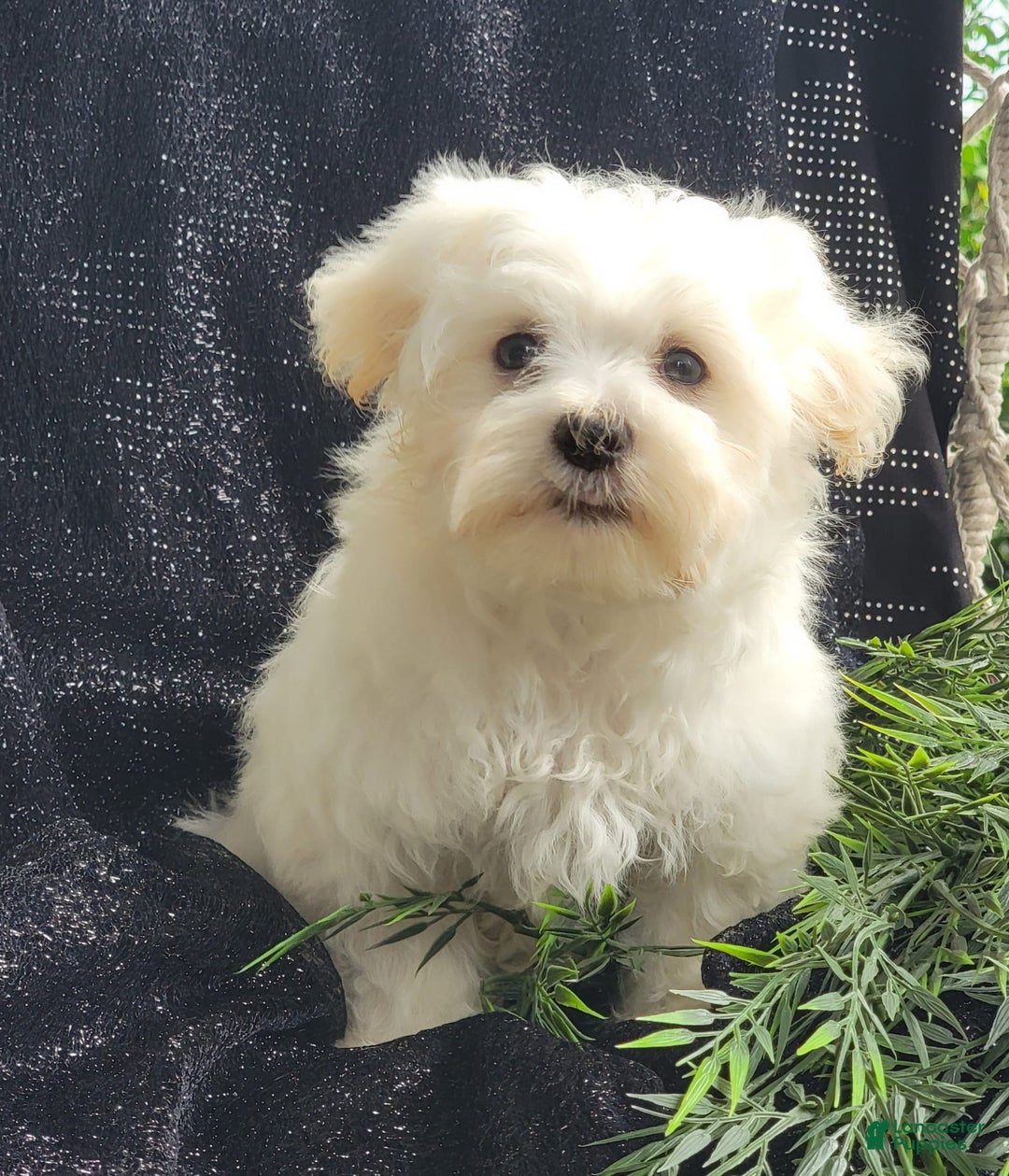 Maltese dogs for sale: Cloud - Image 3