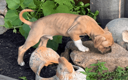American Pit Bull Terrier dogs for sale: Spice - Image 13
