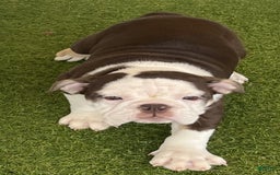 English Bulldog dogs for sale: Tootsie - Image 1