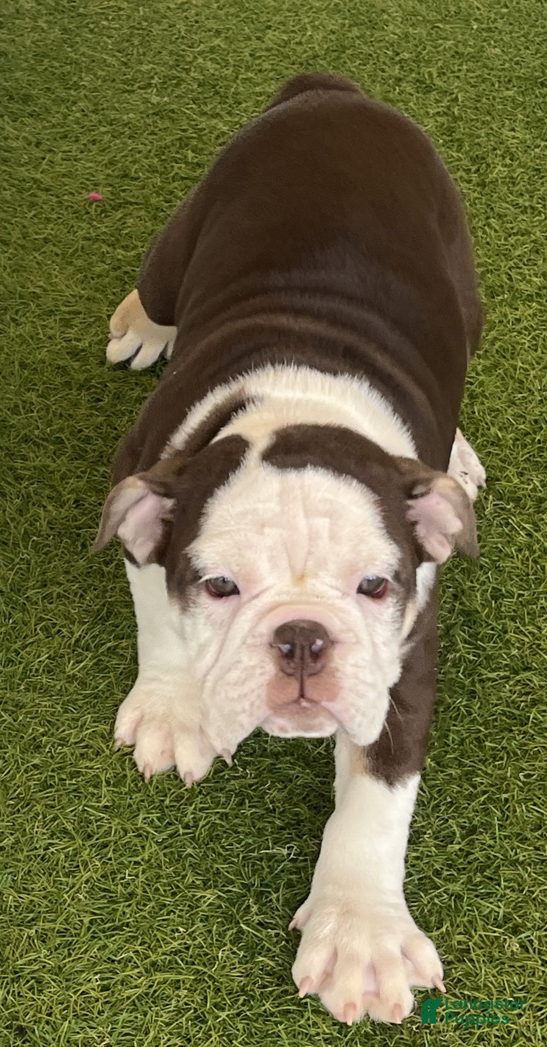 English Bulldog dogs for sale: Tootsie - Image 1