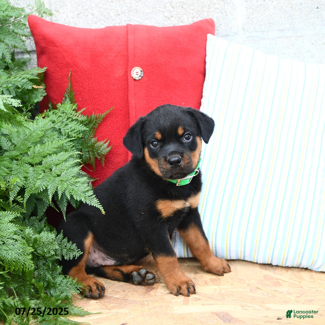 Rottweiler dogs for sale: Ralph - Image 3