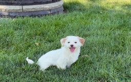 Lhasa Apso dogs for sale: Honey - Image 18