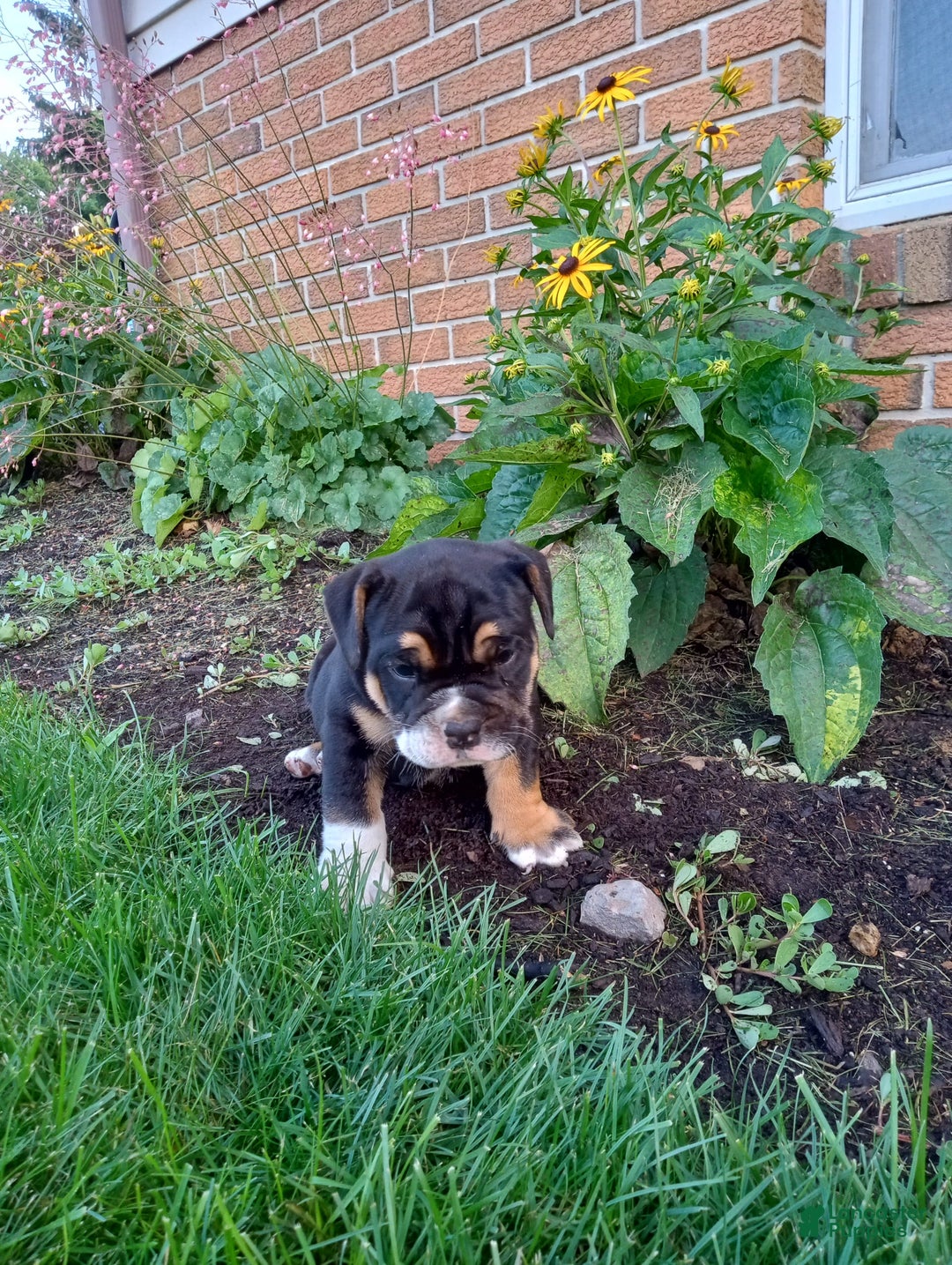 Olde English Bulldogge dogs for sale: Archer - Image 7