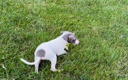 Italian Greyhound dogs for sale: Reggie - Image 6