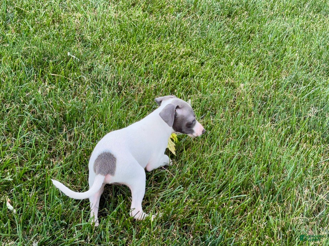 Italian Greyhound dogs for sale: Reggie - Image 6