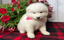Samoyed dogs for sale: Bonnie - Image 4