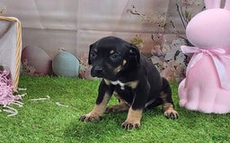 Catahoula Leopard Dog dogs for sale: Juliet 2025 F1 Catahoula Puppy - Image 1