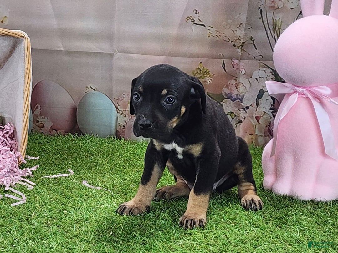 Catahoula Leopard Dog dogs for sale: Juliet 2025 F1 Catahoula Puppy - Image 1