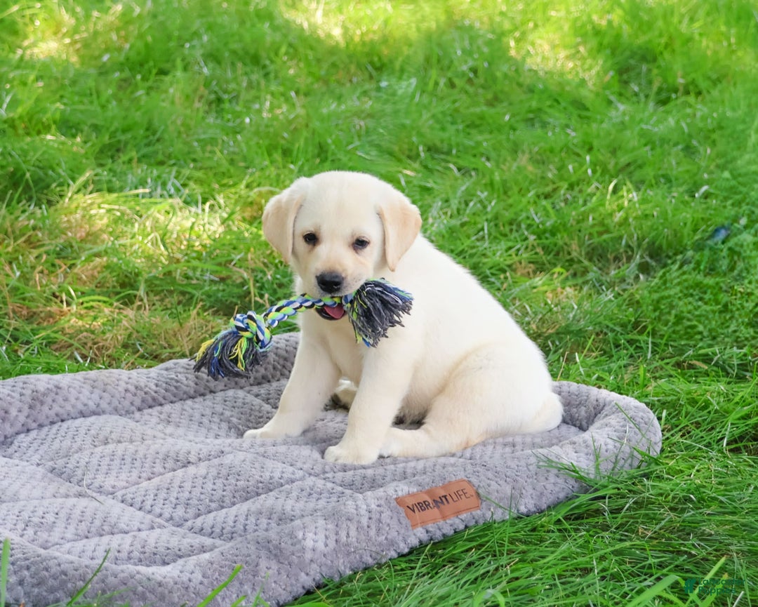 Labrador Retriever dogs for sale: Labrador Retriever 8 puppies - Image 11