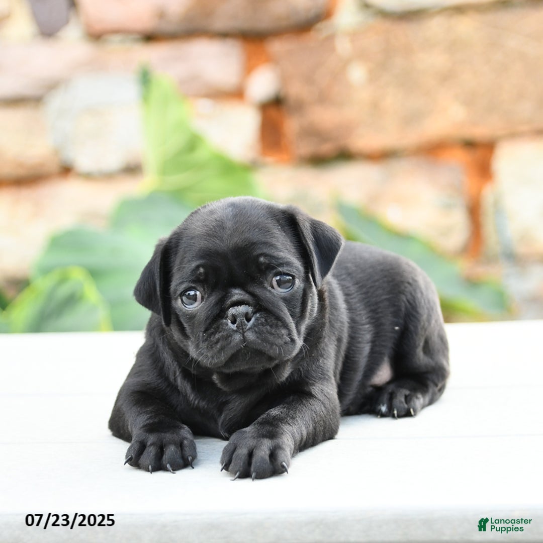 Pug dogs for sale: Jemma - Image 2