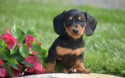 Miniature Dachshund dogs for sale: Halo - Image 4
