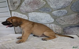 English Mastiff dogs for sale: Buck - Image 2