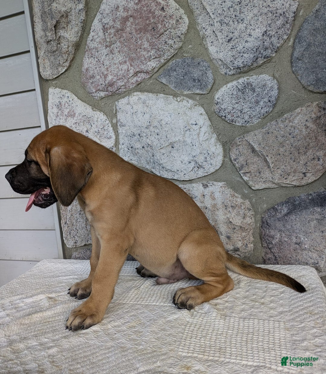 English Mastiff dogs for sale: Buck - Image 2