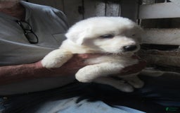 Great Pyrenees dogs for sale: Blue - Image 6