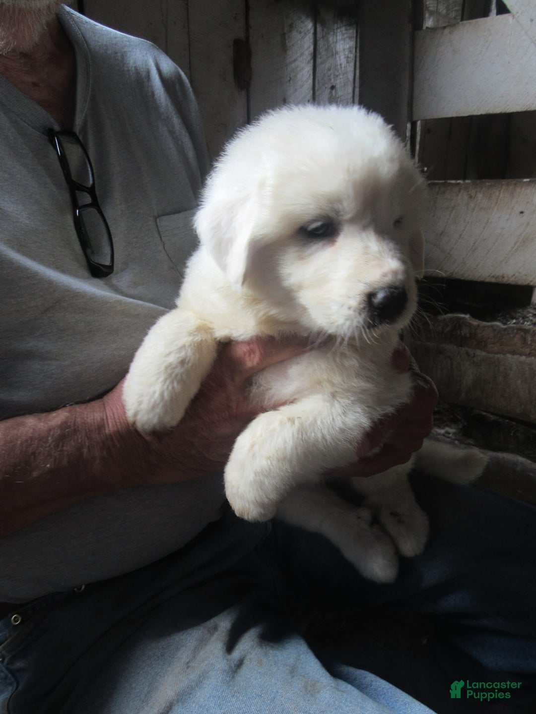 Great Pyrenees dogs for sale: Blue - Image 6