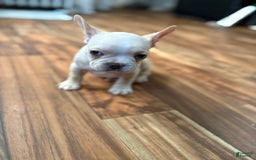 French Bulldog dogs for sale: Bluey - Image 2