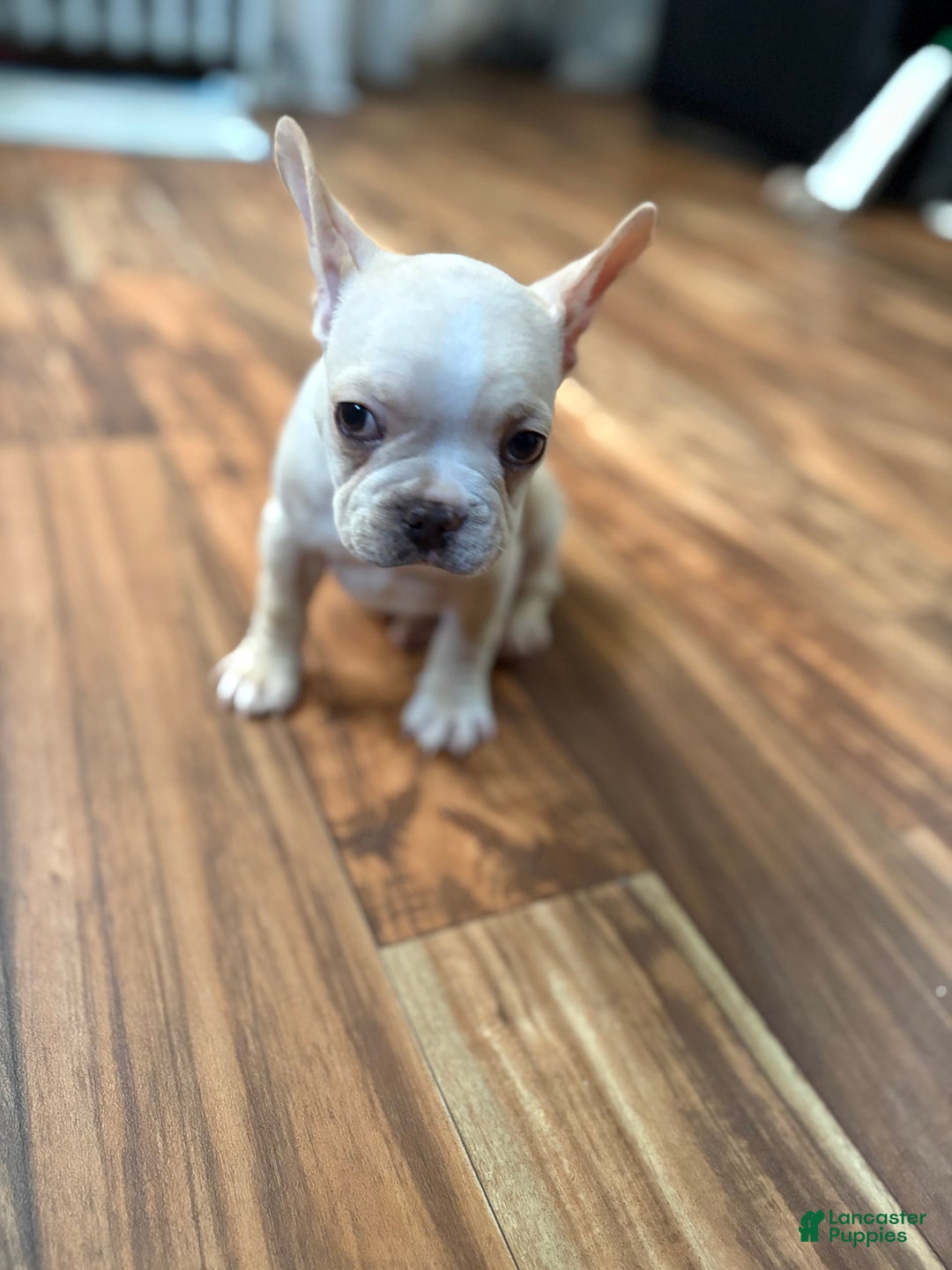 French Bulldog dogs for sale: Bluey - Image 2