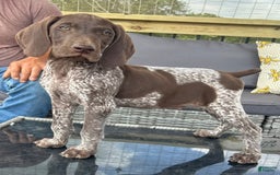 German Shorthaired Pointer dogs for sale: Hunter - Image 3