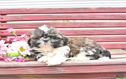 Shih Tzu dogs for sale: Charlotte - Image 4