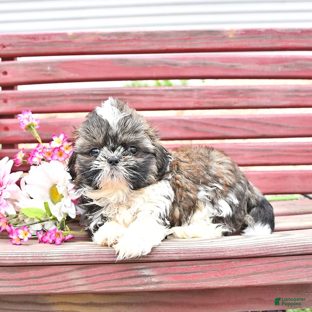 Shih Tzu dogs for sale: Charlotte - Image 4