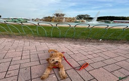 Mini Goldendoodle dogs for sale: Luna - Image 4