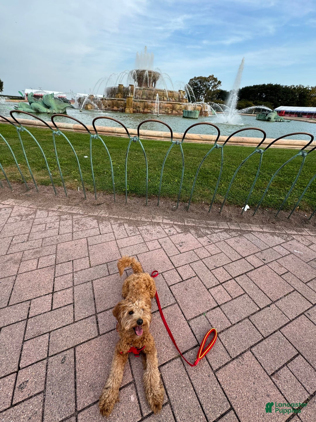 Mini Goldendoodle dogs for sale: Luna - Image 4