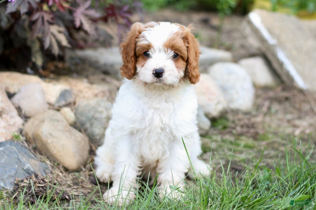 Cavapoo dogs for sale: Buster - Image 1