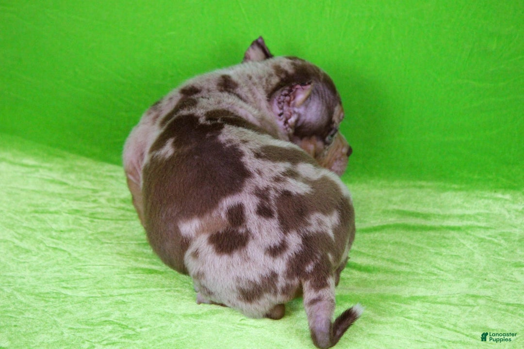 American Bully dogs for sale: Chocolate Tri Merle Female - Image 3