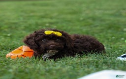 Cockapoo dogs for sale: Bess - Image 2