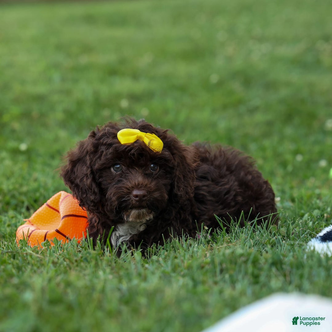 Cockapoo dogs for sale: Bess - Image 2