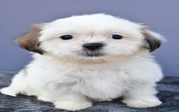 Shih Tzu dogs for sale: Shih Tzu 5 puppies - Image 3