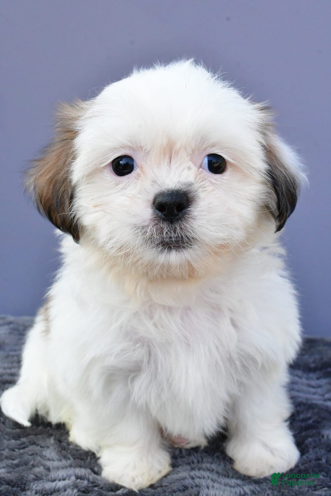 Shih Tzu dogs for sale: Shih Tzu 5 puppies - Image 3