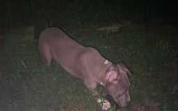 American Bully dogs for sale: Boss Baby - Image 26