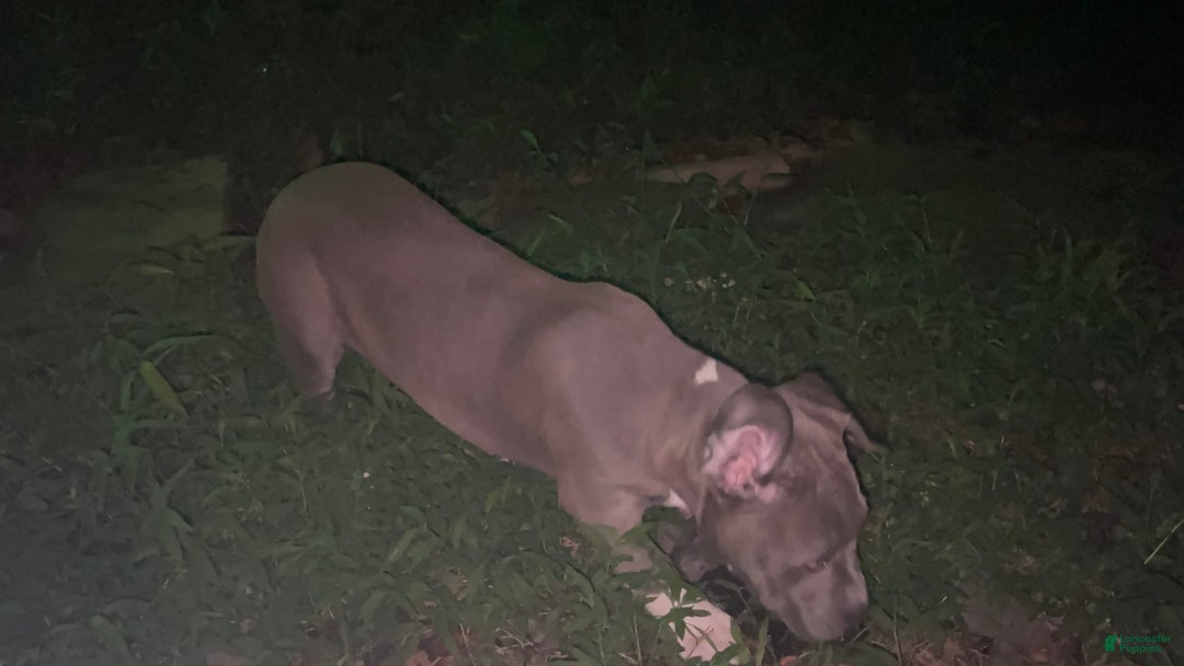 American Bully dogs for sale: Boss Baby - Image 26