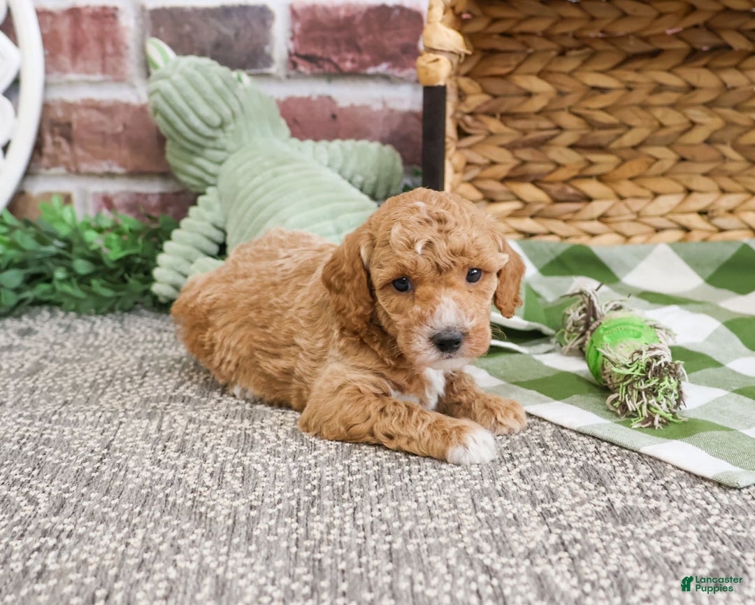 Miniature Poodle dogs for sale: Ruben - Image 1