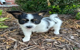 Papillon dogs for sale: Female Puppy 1 - Image 4