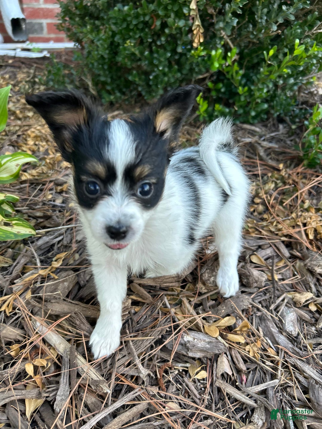 Papillon dogs for sale: Female Puppy 1 - Image 4