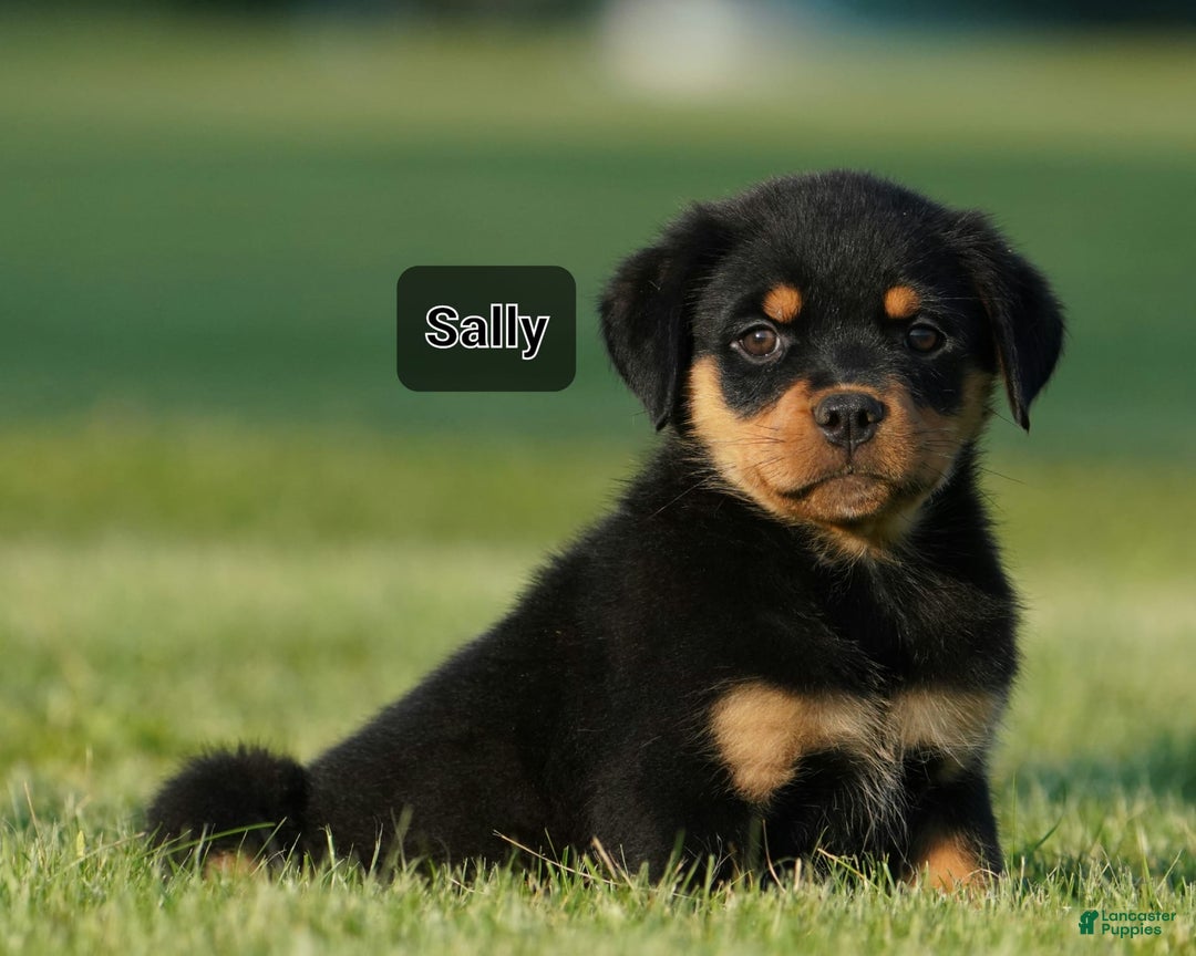 Rottweiler dogs for sale: Sally - Image 1