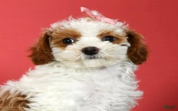 Miniature Poodle dogs for sale: Aubrey - Image 9