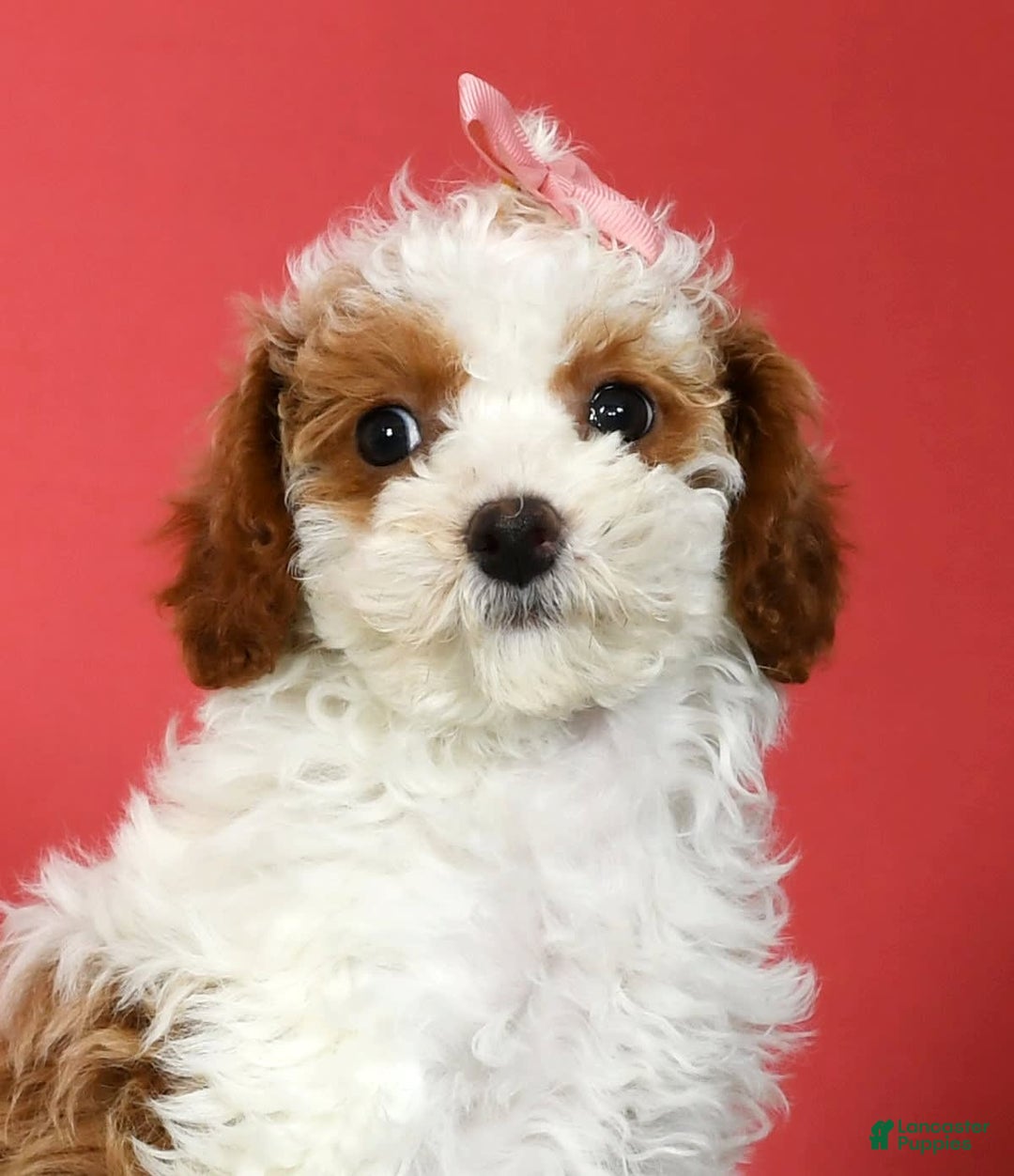 Miniature Poodle dogs for sale: Aubrey - Image 9