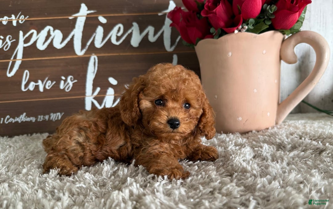Toy Poodle dogs for sale: Kaylee - Image 4