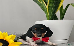 Dachshund dogs for sale: Lil Peanut - Image 38