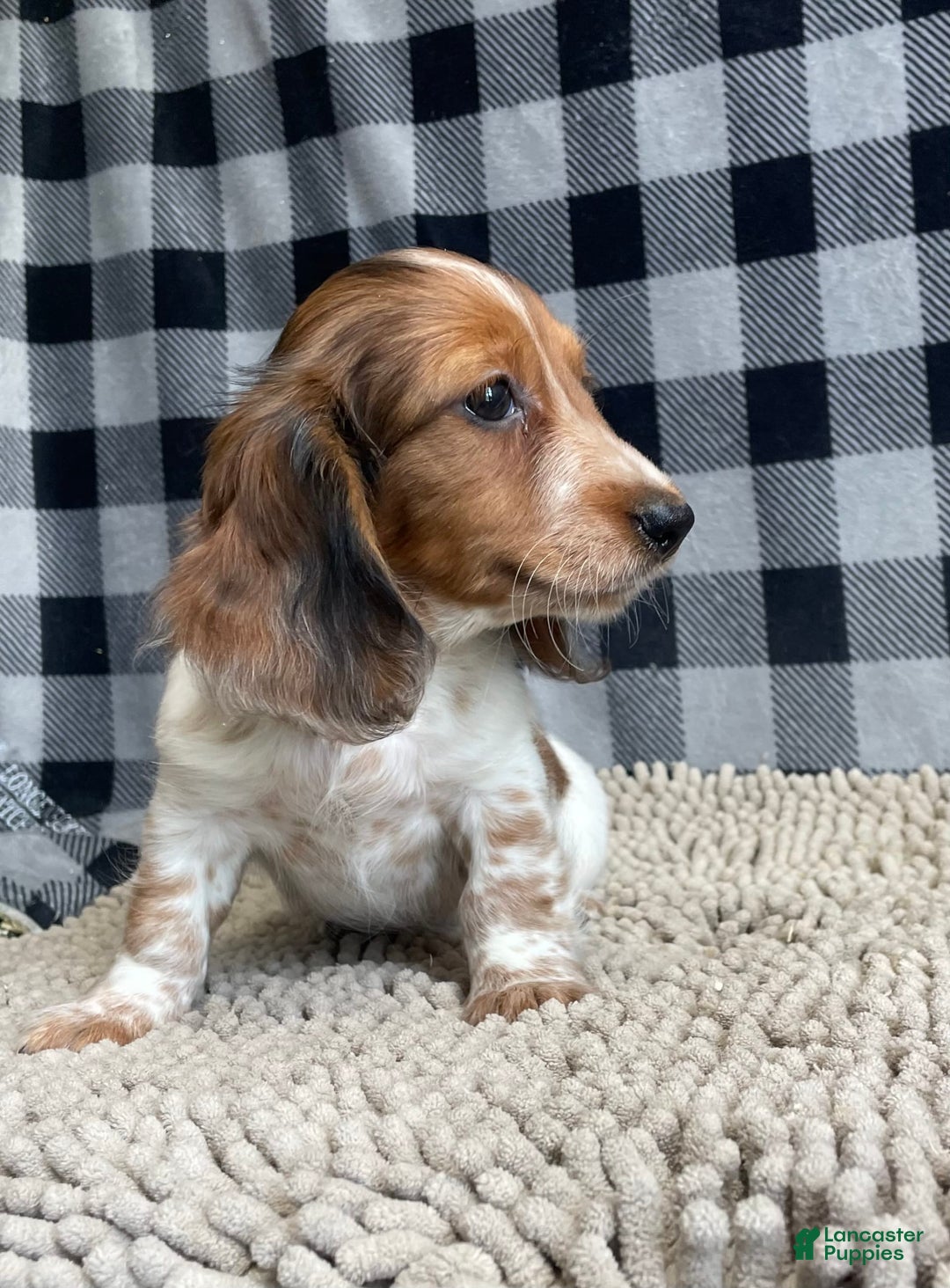 Miniature Dachshund dogs for sale: Kurt - Image 4
