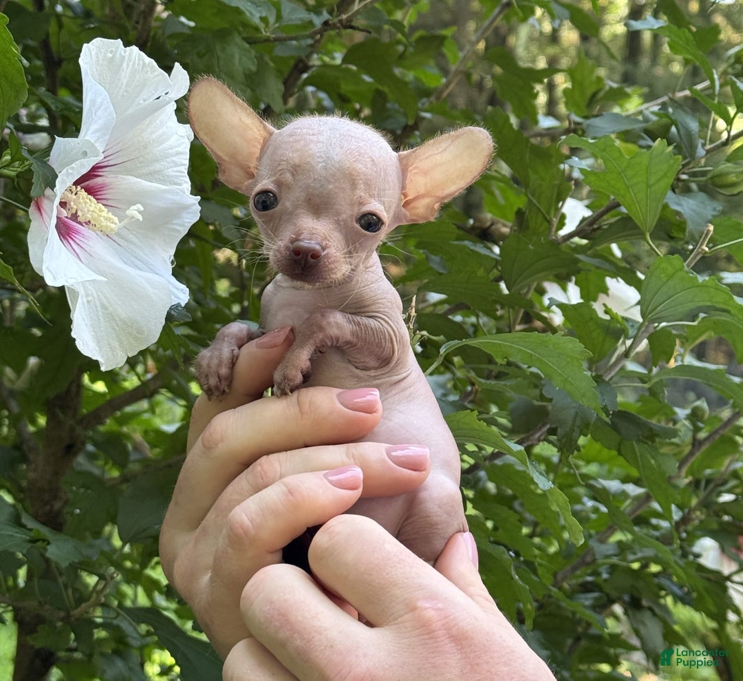 Chihuahua dogs for sale: Trumpette - Image 3